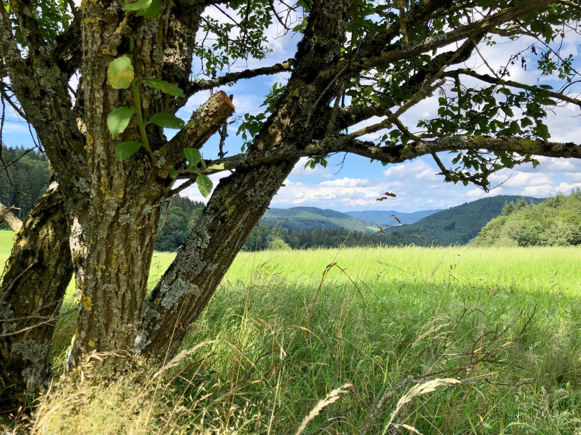 Ferien Im Schwarzwald Freiamt Hotel Bagian luar foto